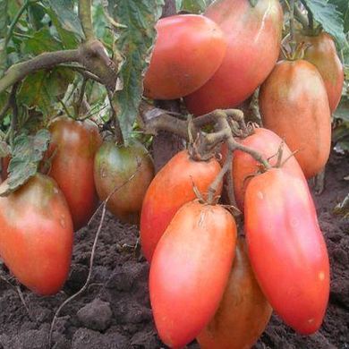 Семена томатов Балерина Gl Seeds 0,1 г 11.2268 фото