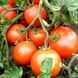 Насіння томатів Загадка Gl Seeds 3 г