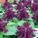 Семена сальвии пурпурно-фиолетовой Legutko 0,2 г