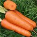Семена моркови Шантане Ред Кор United Genetics 10 г