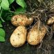 Семена картофеля Триумф Агромакси 0,01 г