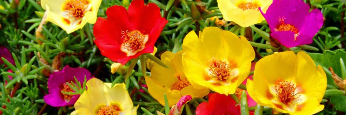 Нова кар'єра квітів - "старожилів" садів дізнатися більше