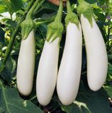 Семена баклажана Моби Дик F1 Libra Seeds 10 шт 11.3416 фото