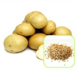 Семена картофеля Лада F1 Агромакси 0,01 г - купить | Good Harvest