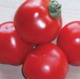 Насіння томатів Шаста F1 HM.Clause INC 10 шт - купити | Good Harvest