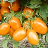 Насіння томатів Де Барао помаранчевий , 0,1 г - купити | Good Harvest