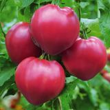 Семена томатов Сахарный бизон 0,1 г - купить | Good Harvest