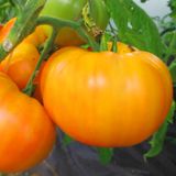 Насіння томатів Апельсин Gl Seeds 0,1 г - купити | Good Harvest