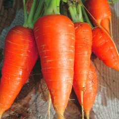 Насіння моркви Каротель Яскрава 3 г