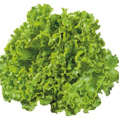 Насіння салату листового Кюрле тип Батавия Yuksel Tohum Леда 10 шт