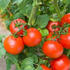 Семена томатов Санька 0,3 г