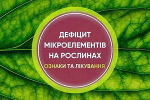 Ознаки дефіциту мікроелементів у рослин: як визначити і виправити дізнатися більше