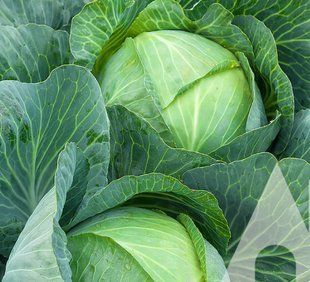 Семена капусты Агрессор F1 Syngenta Садыба 20 шт 11.3322 фото