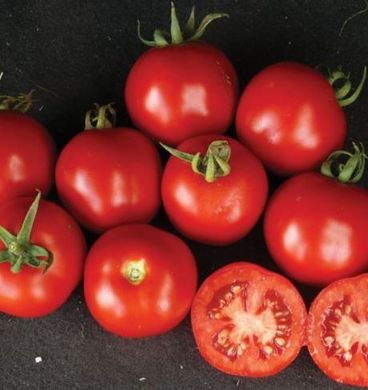 Семена томатов Шаста F1 HM.Clause INC 10 шт 11.3066 фото