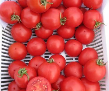 Насіння томатів Шаста F1 HM.Clause INC 10 шт 11.3066 фото