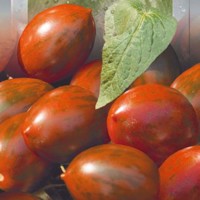 Насіння томатів Хакі 0,1 г 11.2494 фото