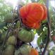 Насіння томатів Зебра помаранчева 0,1 г
