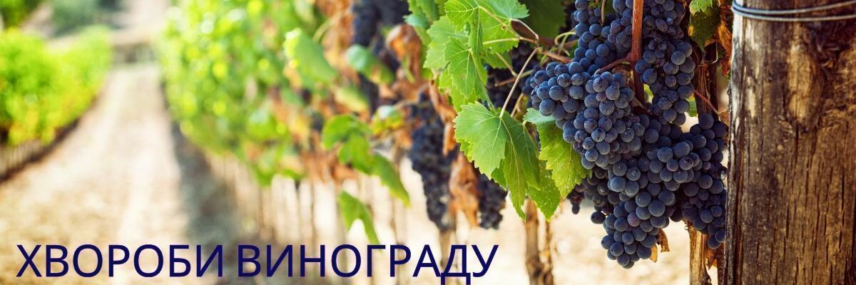 Хвороби винограду: 4 загрози урожаю + перевірені засоби захисту дізнатися більше