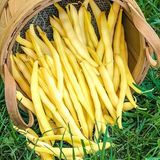 Насіння квасолі спаржева жовта Ляура кущова 20 г - купити | Good Harvest