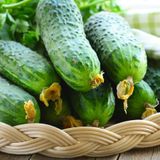 Семена огурцов Полан F1 Агромакси 5 г - купить | Good Harvest