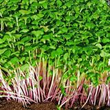 Семена микрозелени капуста микс 10 г - купить | Good Harvest