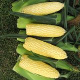 Насіння кукурудзи Парус F1 Gl Seeds 20 г - купити | Good Harvest