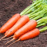Насіння моркви Памела Satimex Садиба 2 г - купити | Good Harvest