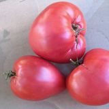 Насіння томатів Волове серце рожевий Gl Seeds 0,1 г - купити | Good Harvest