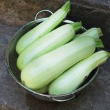 Семена кабачков Гайдамака 3 г - купить | Good Harvest