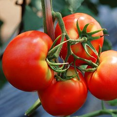 Насіння томатів Ляна 5 г 11.1338 фото