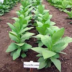 Семена табака Пунта де Ланца 0,05 г 19.0124 фото