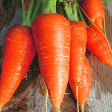Насіння моркви Каротель Яскрава 10 г 11.1838 фото