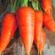 Насіння моркви Каротель Яскрава 10 г
