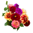 Насіння квітів і трав Насіння однорічних квітів — купити в інтернет магазині Good Harvest