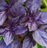 Семена базилика фиолетового 10 г - купить | Good Harvest