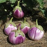 Семена баклажанов Ротонда F1 0,3 г - купить | Good Harvest