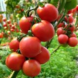 Насіння томатів Де Барао царський 0,1 г - купити | Good Harvest