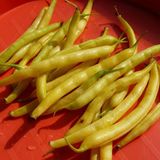 Насіння квасолі спаржева жовта Масляний король Gl Seeds 10 г - купити | Good Harvest