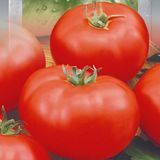 Насіння томатів Товстий Джек 0,1 г - купити | Good Harvest
