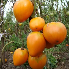 Семена томатов Сердце Ашхабада 0,1 г