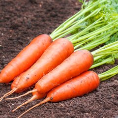 Семена моркови Памелла Satimex Садыба 10 г 11.2566 фото