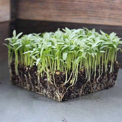 Семена микрозелени Кинза 10 г