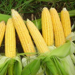 Насіння кукурудзи Лакомка Агромаксі 20 г 11.3020 фото