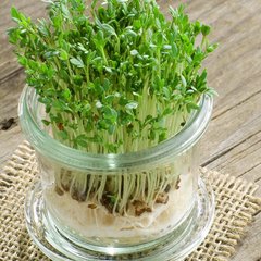 Семена кресс-салата Афродита Gl Seeds 10 г