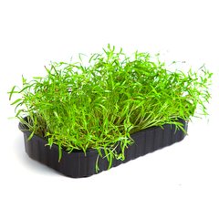 Кріп насіння мікрозелені 5 г