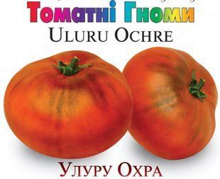Насіння томатів Улуру охра Сонячний Березень 10 шт 11.3277 фото