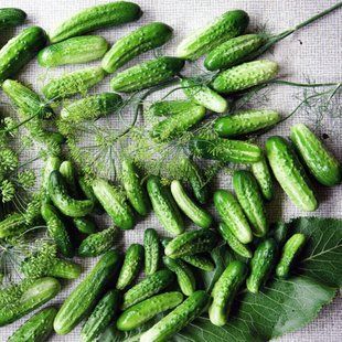 Насіння огірків Роднічок F1 Gl Seeds 5 г 11.1930 фото
