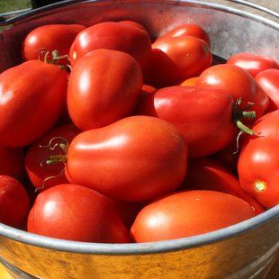 Насіння томатів Де Барао гігант Gl Seeds червоний 0,1 г 11.2272 фото