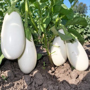 Семена баклажанов Бибо F1 Seminis 10 шт 11.0791 фото
