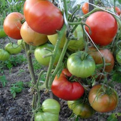 Насіння томатів Товстий Джек 0,1 г 11.2493 фото